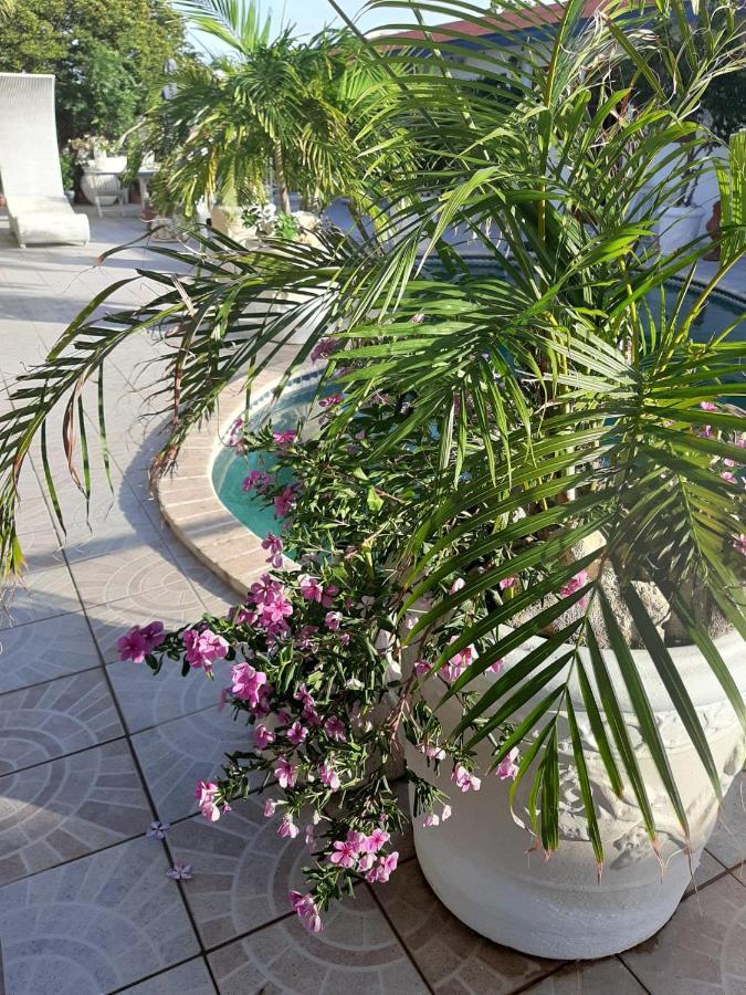 Palmita Hotel Hostel Oranjestad Eksteriør bilde