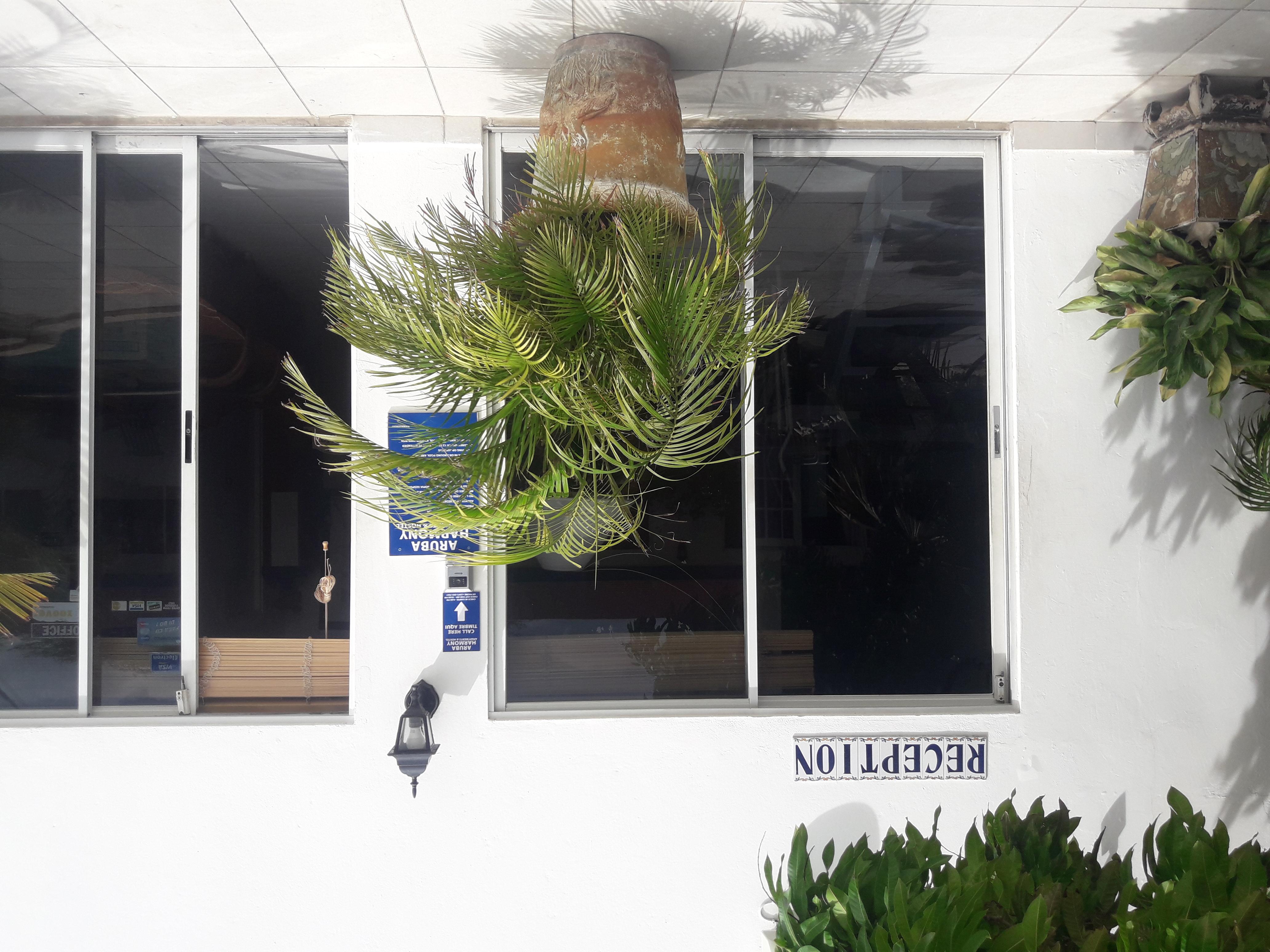 Palmita Hotel Hostel Oranjestad Eksteriør bilde